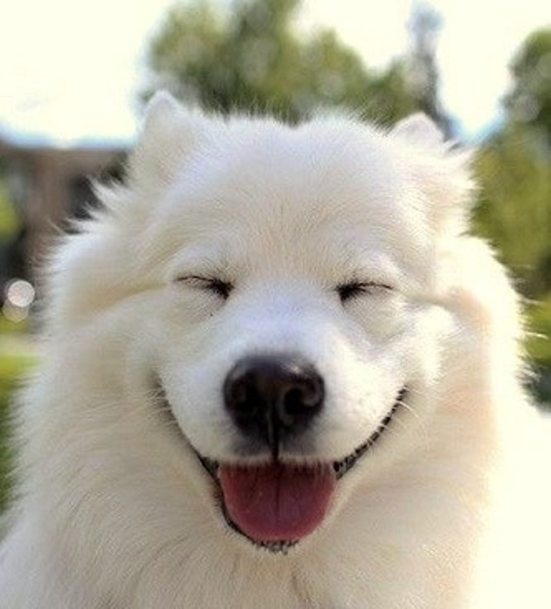 <p><strong>позитивний</strong></p><p></p><p>I am p___, I am an optimist.</p><p>He is p___ even when things go wrong.</p>