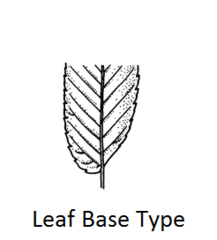 <p>Asymmetrical base where the two sides are unequal.</p>