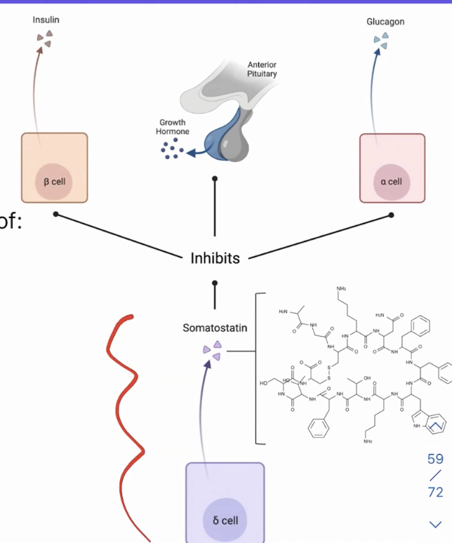 <p>Inhibitory hormone from the pancreatic delta cells responsible for inhibiting the release of insulin from the beta cells, glucagon from the alpha cells, and growth hormone from the anterior pituitary </p>