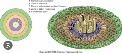 <p>burgess concentric zone model</p>