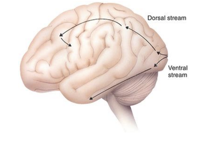 <ul><li><p>processes conscious awareness of vision </p></li><li><p>registers basic information about size, shape, edges, texture of objects </p></li><li><p>it does not provide information about color (secondary visual cortex) what the object is or how to move your eyes to follow the object. that requires input to other cortical areas </p></li></ul><p></p>