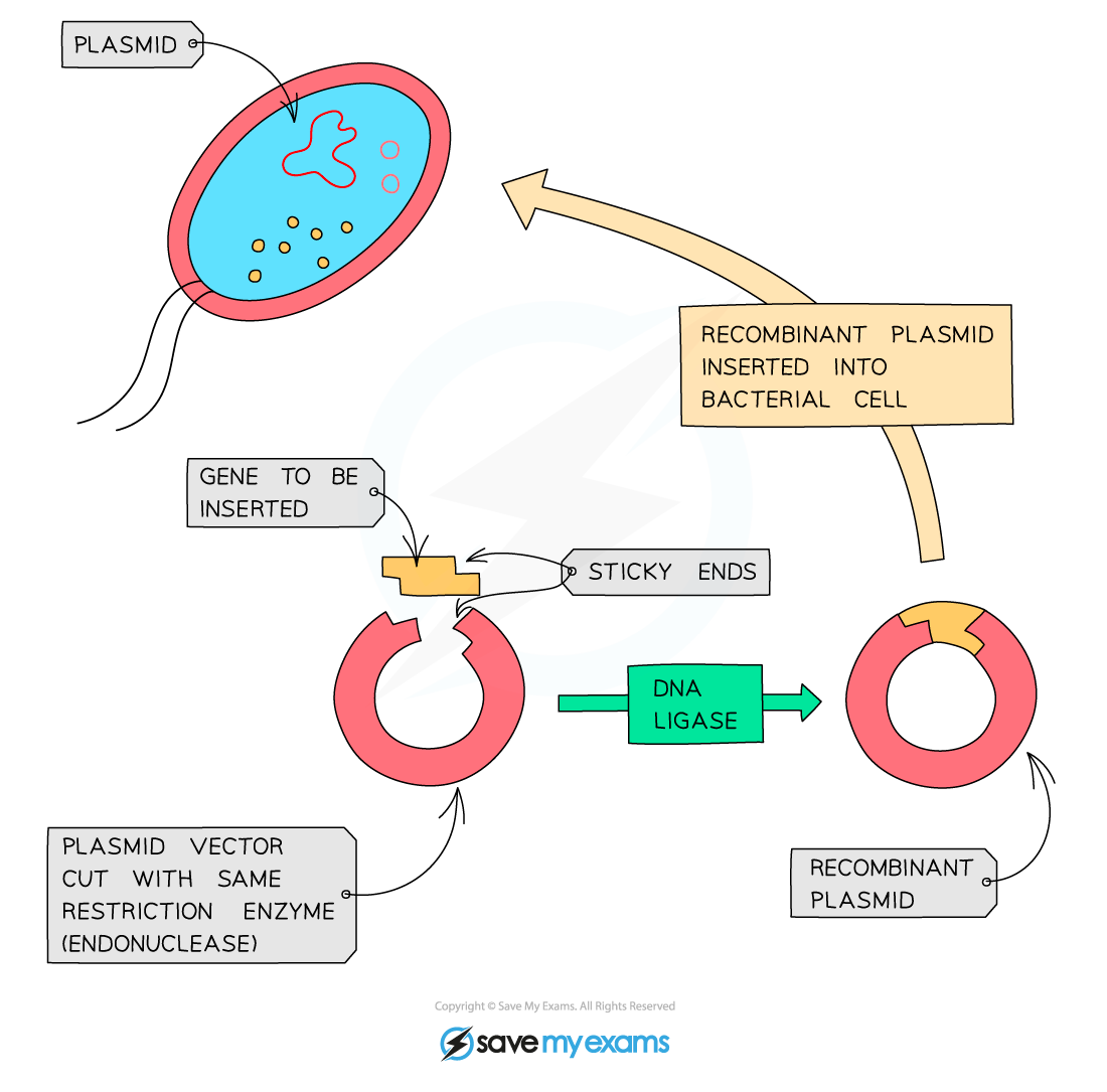 <p>What is the process of genetic modification using bacterial production of a human protein?</p>
