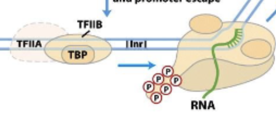 <p>Pol II is phosphoryalated after being successfully attached to DNA strand and starting transcription. TFIIA, TFIIB (with TBP) are then left behind/pushed off by phosphates.  </p>