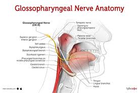 <p>Tests for CN 9 and 10 (Glossopharyngeal and Vagus nerves)</p>