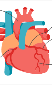 <p>Identify the Circumflex Coronary Artery </p>