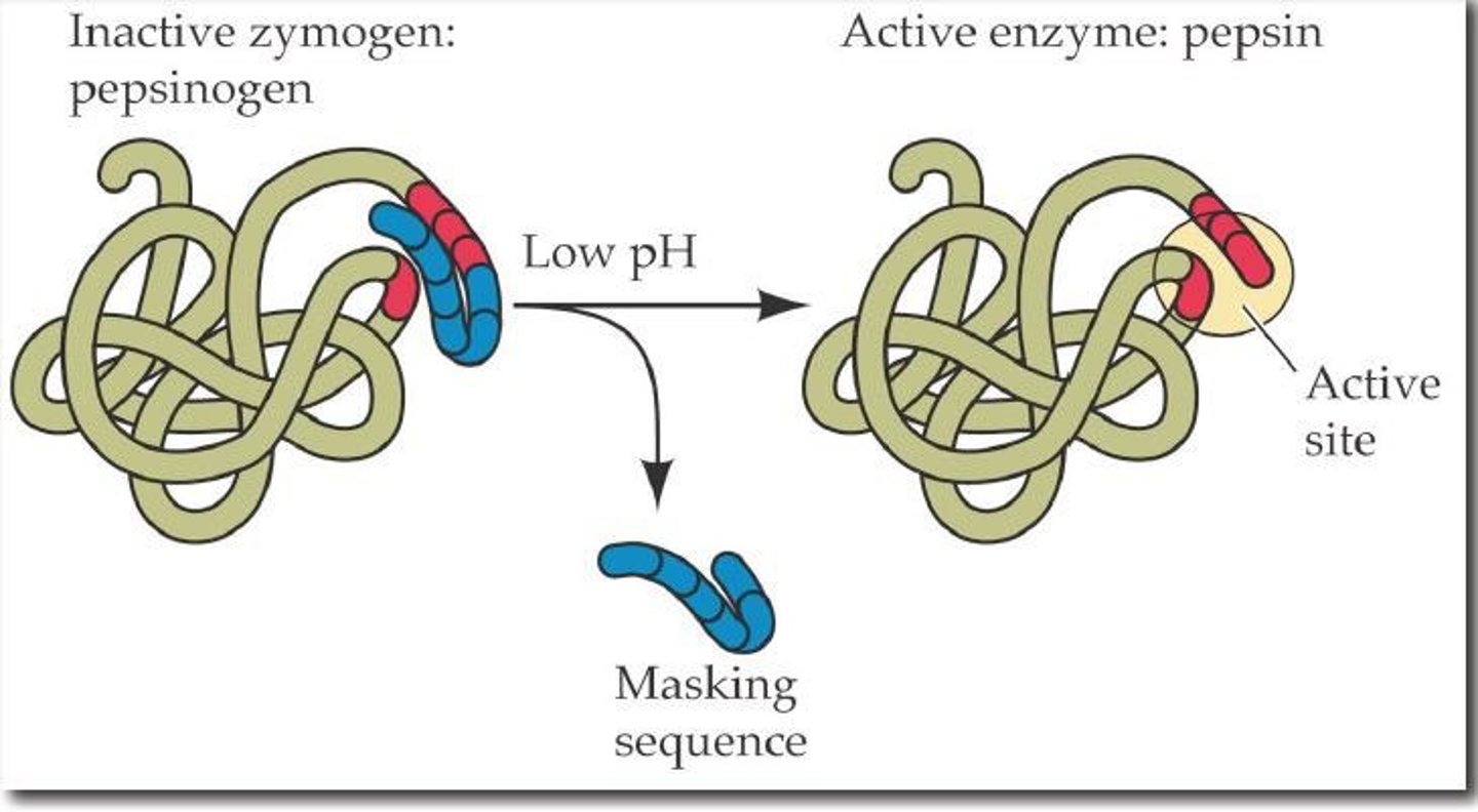 <p>A zymogen (inactive precursor) of pepsin with a masking sequence (an auto-inhibitory peptide) that blocks its active site.</p>