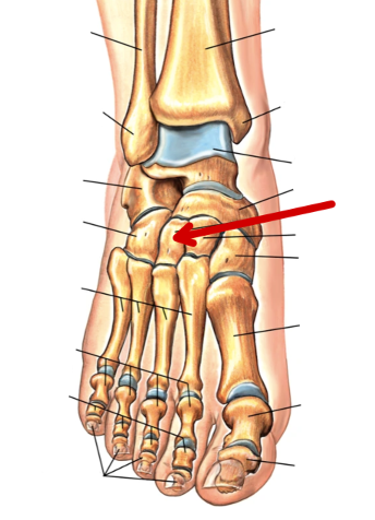 <p>Foot Bones</p>