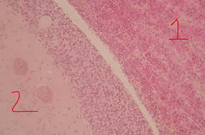 <p>what kind of cell </p><p></p>