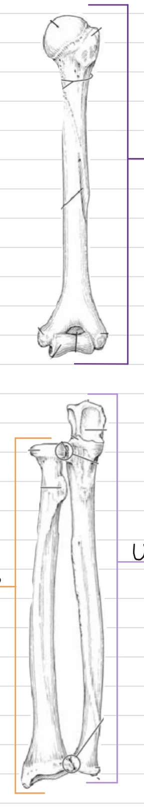 <p>Which bone is highlighted in orange?</p>