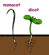 <p></p><ul><li><p><span><strong>Monocots (Monocotyledons):</strong> Plants that have exactly <strong>one</strong> seed leaf (e.g., corn, wheat, grasses, and lilies).</span></p></li><li><p><span><strong>Eudicots:</strong> Plants that have <strong>two</strong> seed leaves (e.g., beans, sunflowers, and most broadleaf trees).</span></p></li></ul><p></p>