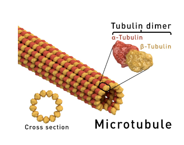 <ul><li><p>larger in size, quickly assemble and disassemble</p><ul><li><p>important for mitosis and meiosis</p></li><li><p>cilia beating</p></li><li><p>highways in cells to move transport vesicles</p></li><li><p>associated with flagella and sperm</p></li></ul></li></ul><p></p>