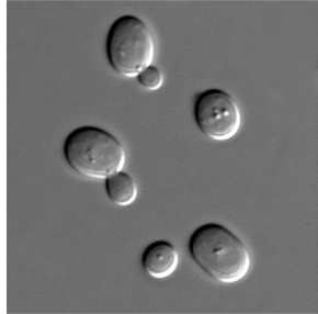 <p>what microscope was used?</p>