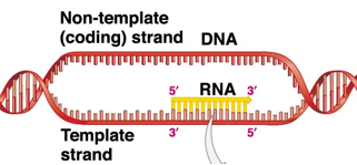<p>3’ to 5’ (RNA is going 5’ to 3’)</p><p>only one serves as a template for RNA, the other one is called coding strand</p>