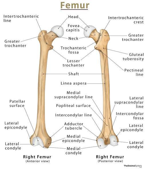 <p>Thigh bone; longest bone.</p>