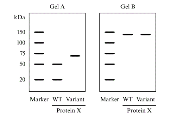 <p><span>Researchers purified the wild-type and a variant form of a 140 kDa protein (Protein </span><strong>X</strong><span>). The researchers performed a native gel and an SDS gel electrophoresis under non-reducing condition and observed the following electrophoretic patterns.</span></p><p><span>Which conclusion is NOT valid?</span></p><p><strong>A. </strong>Gel B is a native gel.</p><p><strong>B. </strong>Protein <strong>X </strong>is a tetramer composed of 2 identical heterodimers.</p><p><strong>C. </strong>The variant form contains covalently linked subunits.</p><p><strong>D. </strong>The largest subunit of Protein <strong>X </strong>is approximately composed of 120 amino acids.</p>