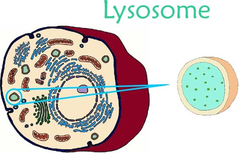 <p>an organelle containing digestive enzymes</p>