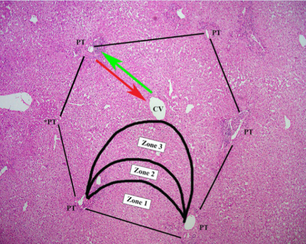 <p>In the liver acinus, which zone is closest to the portal triad and <strong><u>most oxygenated</u></strong>?</p>