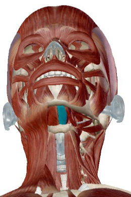 <p>what muscle is this</p>