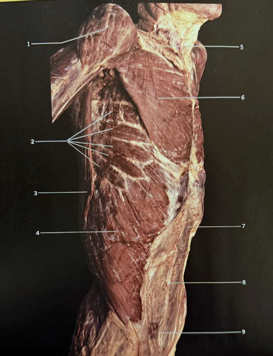 <p>9</p>