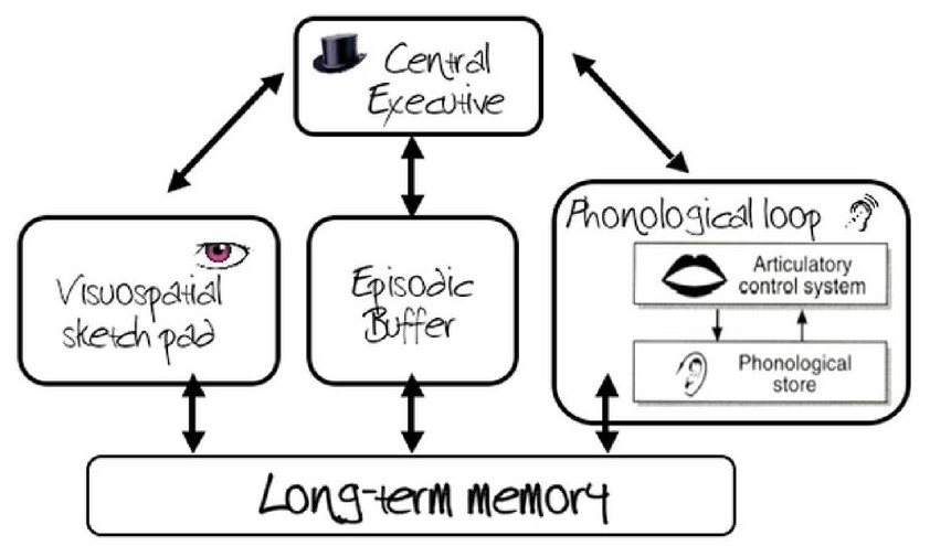 <p>BADDELEY and HITCH </p><p>-explanation for how stm is organised and how it functions </p><p>-focuses on when your mind is active to temporarily store and manipulate info e.g. when playing chess </p>