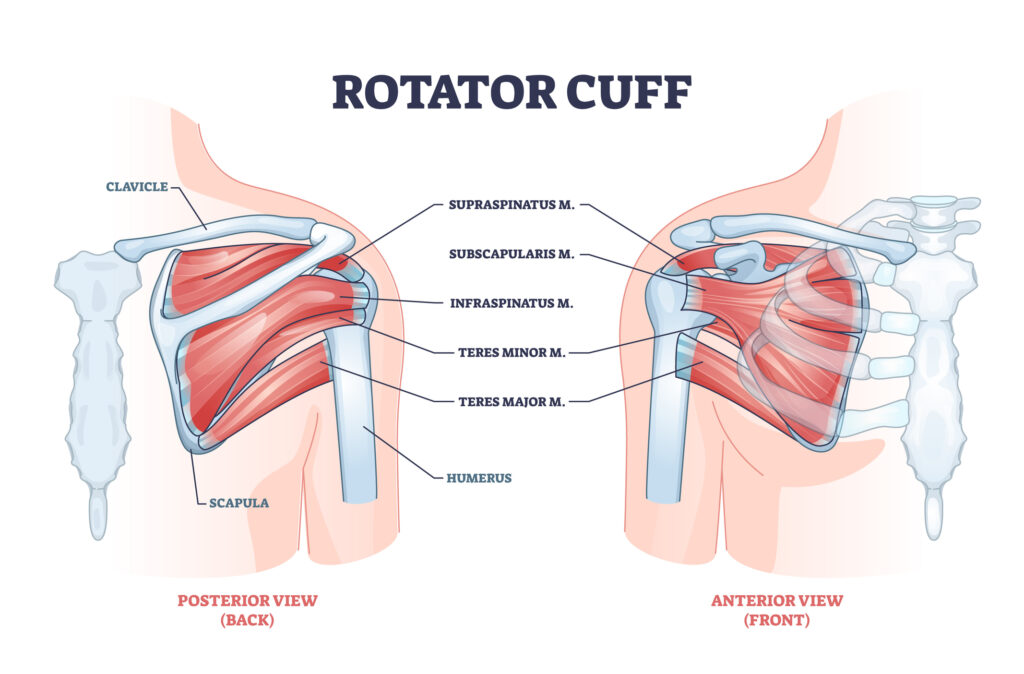 <ul><li><p>teres minor muscle (superior to teres major)</p></li><li><p>- supraspinatus muscle )superior to the scapular spine)</p></li><li><p>- infrespinatus muscle (inferior to scapular spine)</p></li><li><p>subscapularis muscle )anterior surace of the scapula)</p></li></ul><p></p>