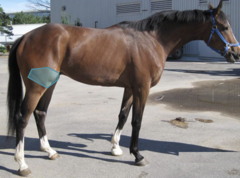 <p>What is the gait characteristics of stifle lameness in horses?</p>