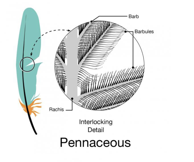 <p>Interlocking barbules: stiff, flat, waterproof</p>