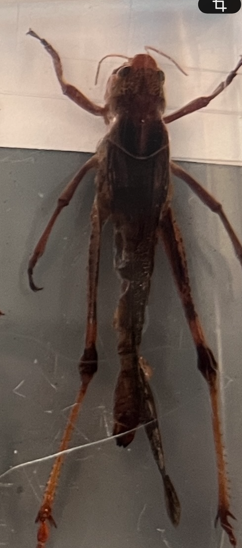 <p>What stage is this grasshopper at?</p>