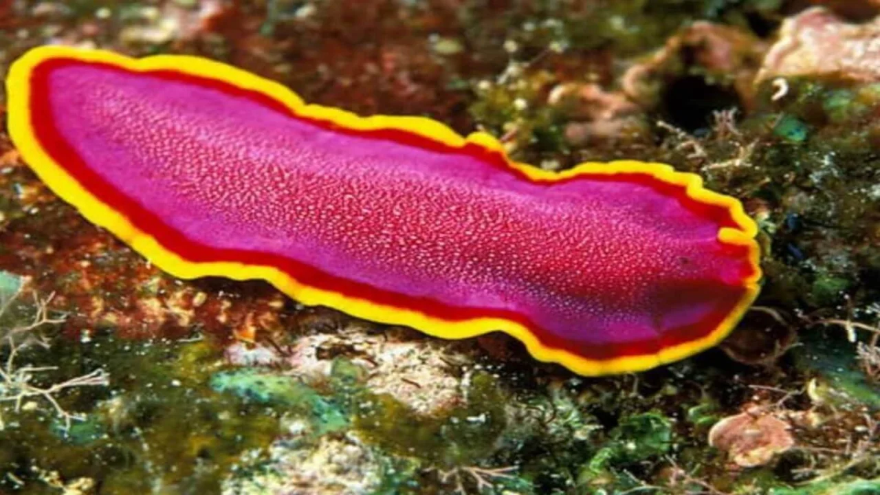 <p>Flatworms</p><p>Parasitic flukes</p><p>Tapeworms</p><p>No respiratory system</p><p>Flat body for diffusion of gasses</p>