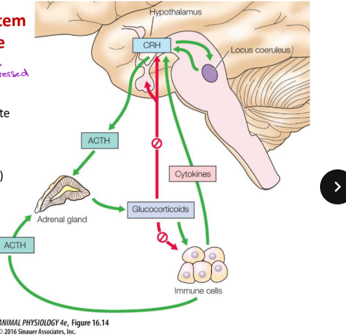 <p>review this diagram if have time </p>