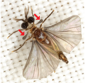 <p>the order diptera (flies) have a modified second pair of wings. what are they called</p>