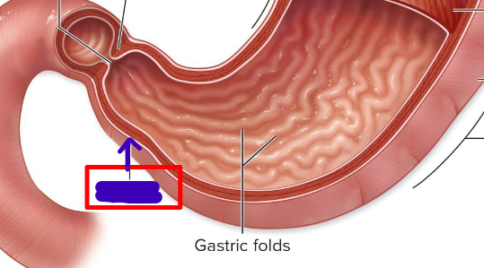 <p>funnel-shaped, empties contents to duodenum</p>