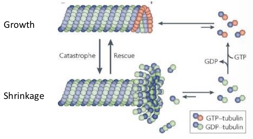 <p>Elongate by adding subunits of tubular and shorten by losing subunits of tubulin</p>