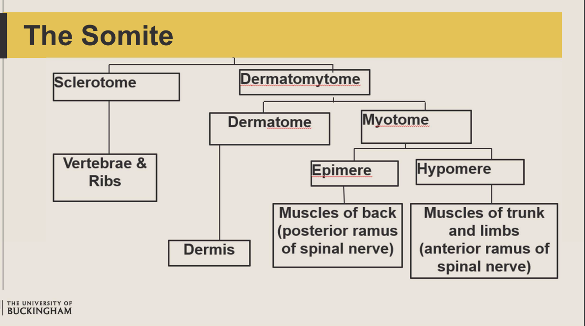 <p>epimere: muscles of back</p><p>hypomere: muscle of trunk and limbs</p>