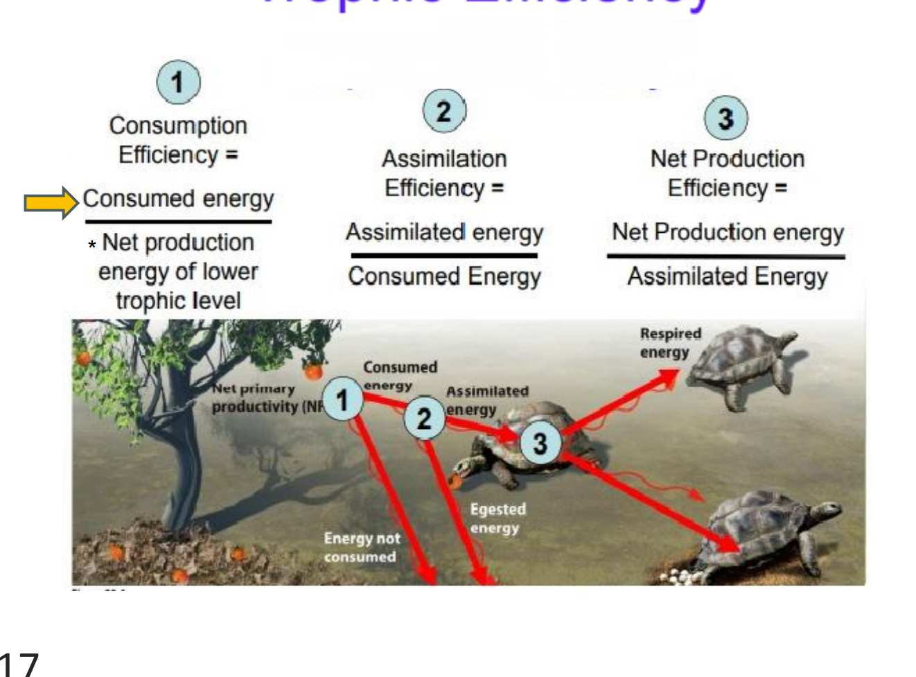<ol><li><p><strong>Consumption Efficiency:</strong> (consumed energy/ net production of lower trophic level)</p></li></ol><p>Measures the percentage of available food from the previous level (e.g., the tree's fruit) that the consumer actually eats. The rest is <strong>energy not consumed</strong>.</p><ol start="2"><li><p><strong>Assimilation Efficiency:</strong> (assimilated/ consumed energy)→ Measures how efficiently the consumer digests what it ate. Food that cannot be digested is lost as waste (<strong>egested energy</strong>).</p></li><li><p><strong>net production efficiency: </strong>(net production energy/ assimilated energy)</p></li></ol><ul><li><p><span>Measures how much of the digested food is turned into new body growth (biomass). A significant portion of assimilated energy is lost to metabolic processes (<strong>respired energy</strong>).</span></p></li></ul><div data-type="horizontalRule"><hr></div><p></p><p></p>