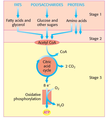 <ul><li><p>ATP is produced due to complete oxidation of acetyl CoA → occurs during citric acid cycle and oxidative phosphorylation</p></li></ul><p></p>