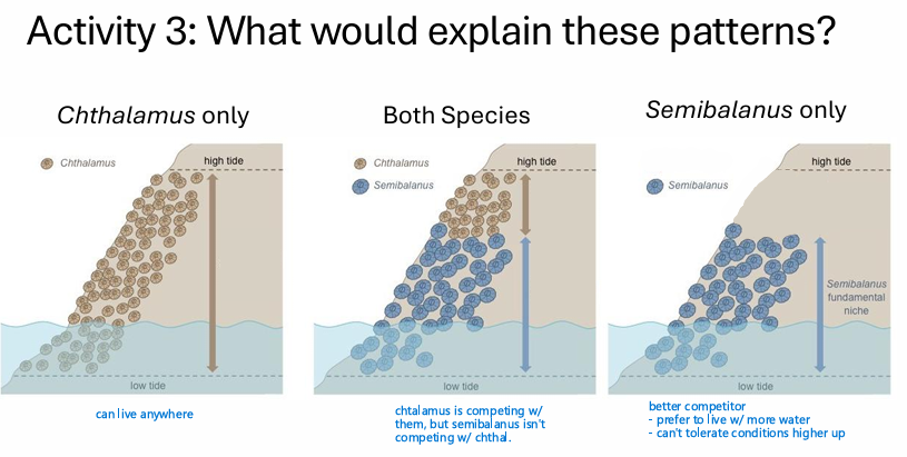 <p>Joseph Connell' (1961) </p>