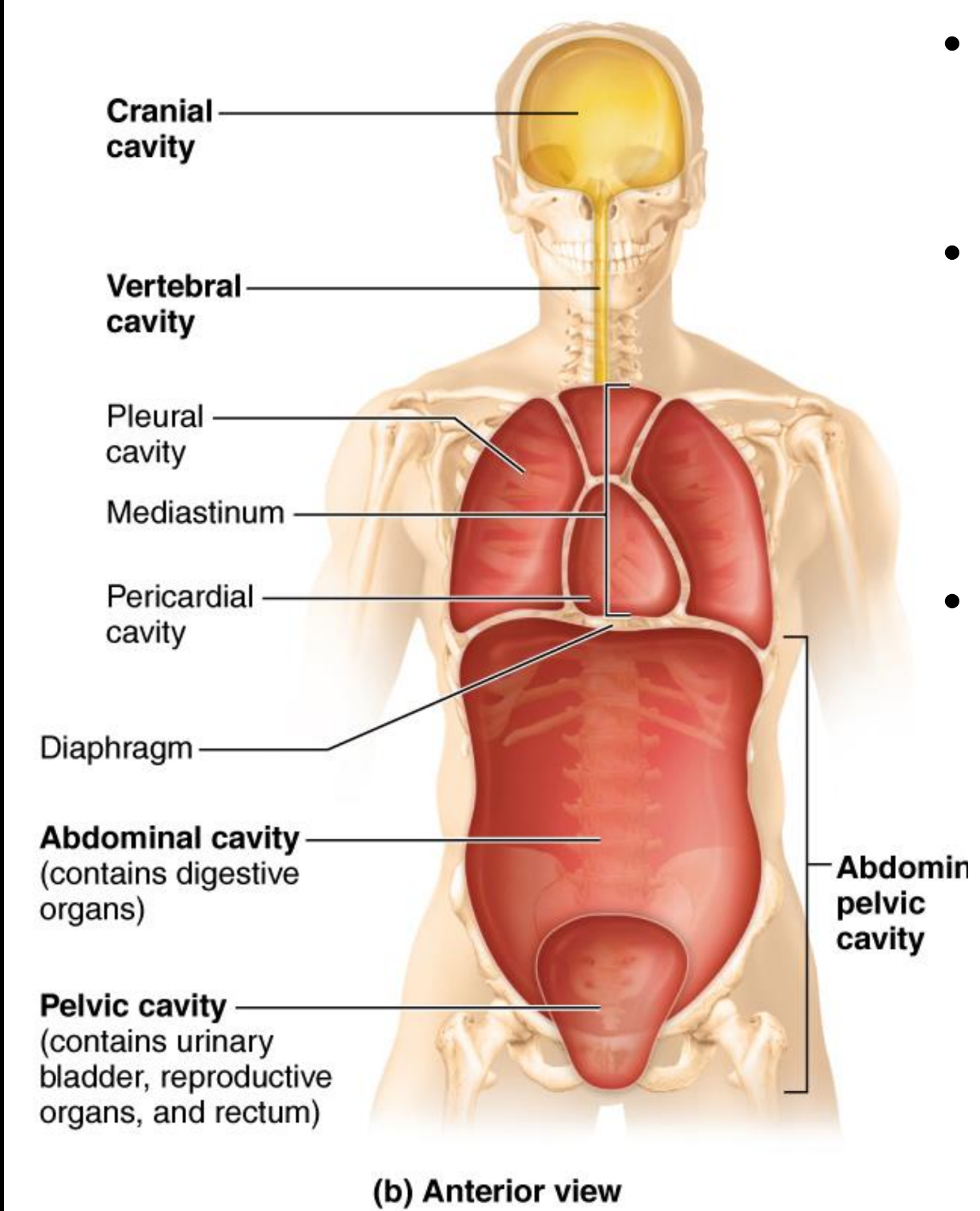 <p>Thoracic cavity</p>