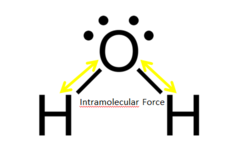 <p>forces that hold the atoms together in a molecule</p>