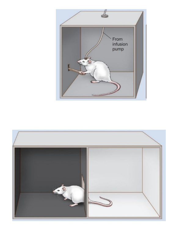 <ul><li><p><strong>Self-administration tests </strong>for reinforcing properties (top)</p><ul><li><p># of bar presses</p></li></ul></li><li><p><strong>Conditioned place preference tests </strong>assess preference (bottom)</p><ul><li><p>Time spent in drug-paired chamber vs. another chamber</p></li></ul></li><li><p><em>Self-administration and CPP for some drugs in animals can be blocked by dopamine antagonists</em></p></li></ul><p></p>