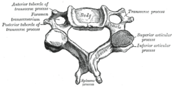 <p>utskottet mellan transversus och spinosus (under) </p>