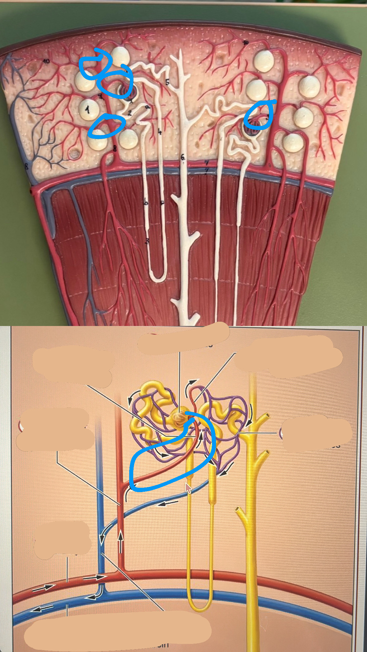 knowt flashcard image