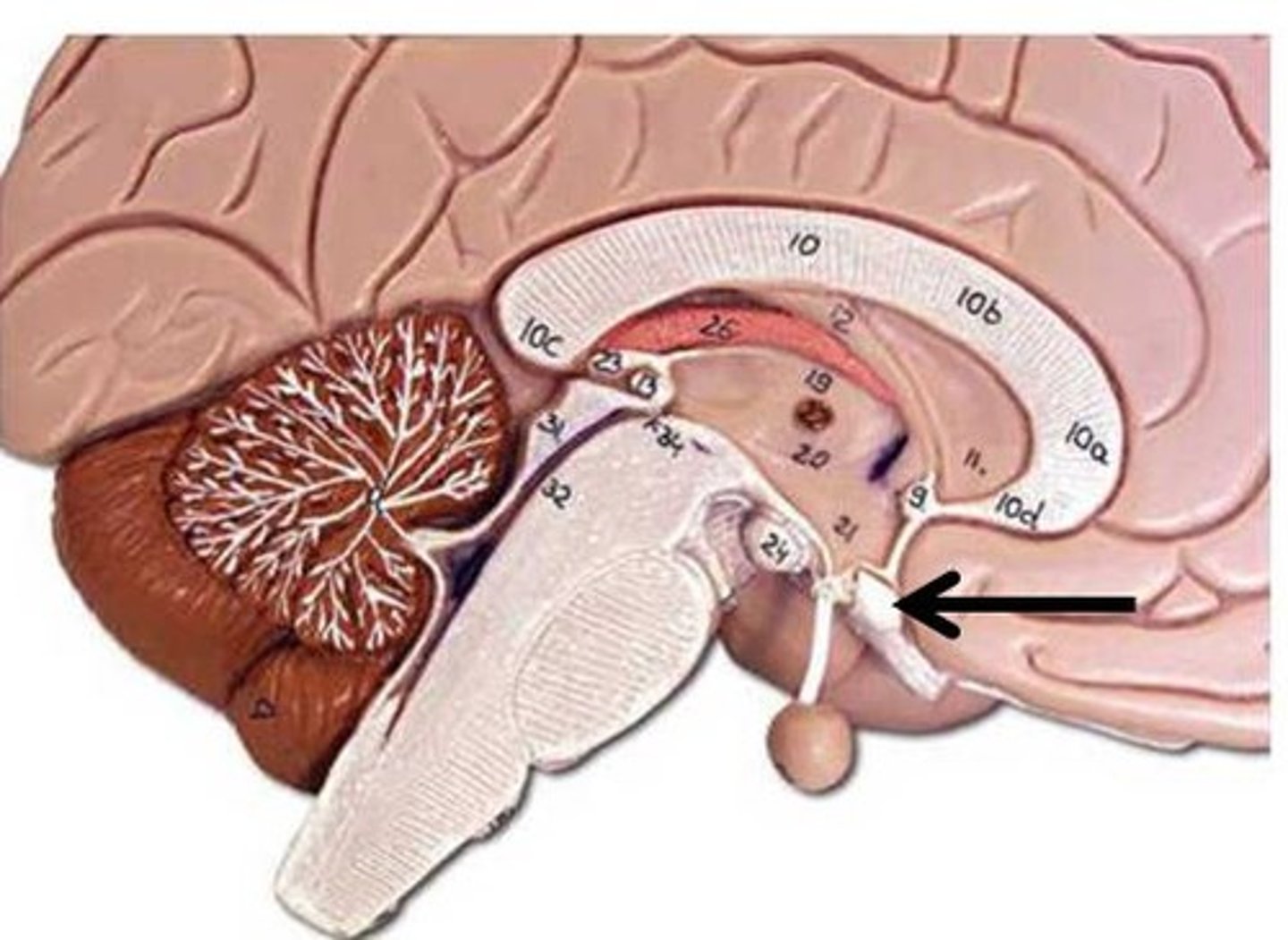 <p>Identify the structure.</p>