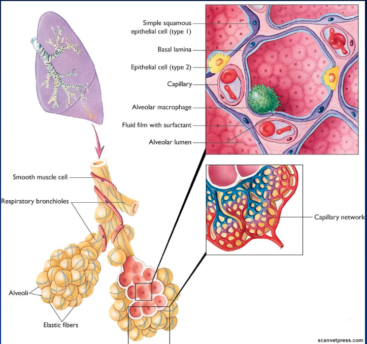 <p>Respiratory zone</p><ul><li><p>Clusters around terminal bronchioles</p></li><li><p>Formed by a single layer of epithelial cells</p></li><li><p>Adult human: covers 75-80 m2</p></li><li><p>Directly surrounded by a capillary network</p></li><li><p>Air separated from blood by 2 layers of cells (epithelium and endothelium): best for gas exchange</p></li><li><p>Some epithelial cells (type 2) produce fluid = surfactant which reduces surface tension, by breaking h-bonds</p></li><li><p>If small particles reach alveoli = “phagocytized” by macrophages (immune defense)</p></li></ul><p></p>