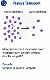 <p>Movement across a membrane down a concentration gradient without directly using ATP. </p>