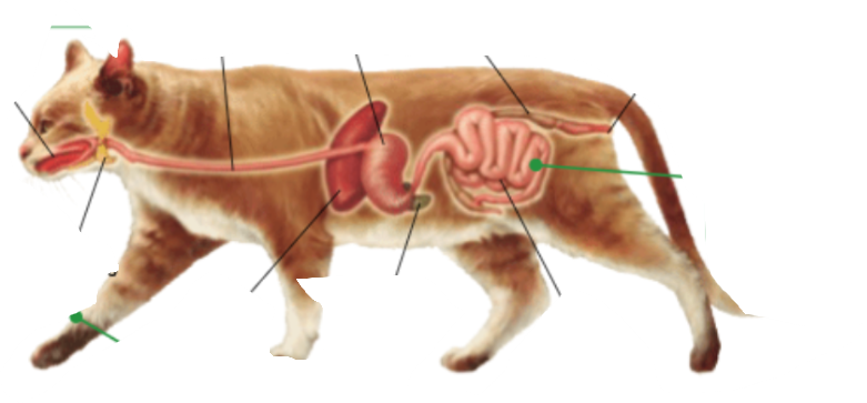 <p>Quin animal és? I digues els òrgans i processos digestius d’ell.</p>