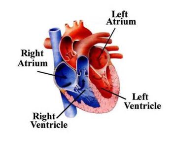 <p>The circulatory system of Mammals starts with the blood that goes from the lungs to the _____ atrium, then to the ______ ventricle, then to the body system, then to the _____ atrium, then to the ______ ventricle, and lastly back to the lungs.</p>