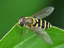 <p>rad:</p><p>druh:</p>