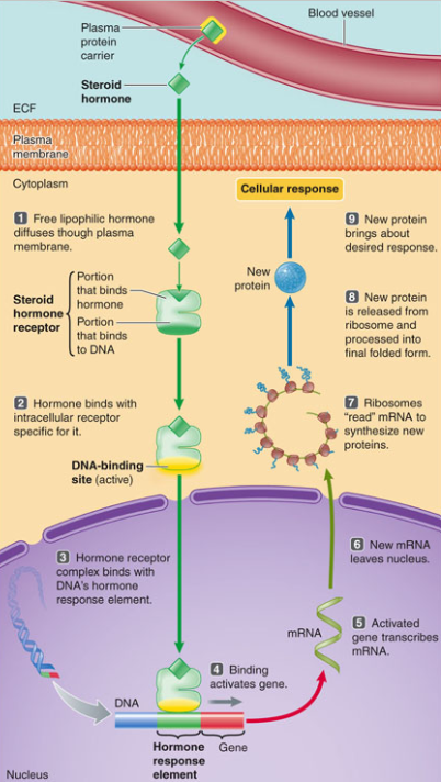 <ol><li><p>Free lipophilic hormone diffuses through plasma membrane</p></li><li><p>Hormone binds with its respective specific intracellular receptor</p></li><li><p>Hormone receptor complex binds with DNA’s hormone response element</p></li><li><p>Binding activates gene</p></li><li><p>Activated gene transcribes mRNA</p></li><li><p>New mRNA leaves nucleus</p></li><li><p>Ribosomes read "mRNA to synthesize new proteins</p></li><li><p>New protein is released from ribosome and processed into its final folded form</p></li><li><p>New protein brings about desired response</p></li></ol><p></p>