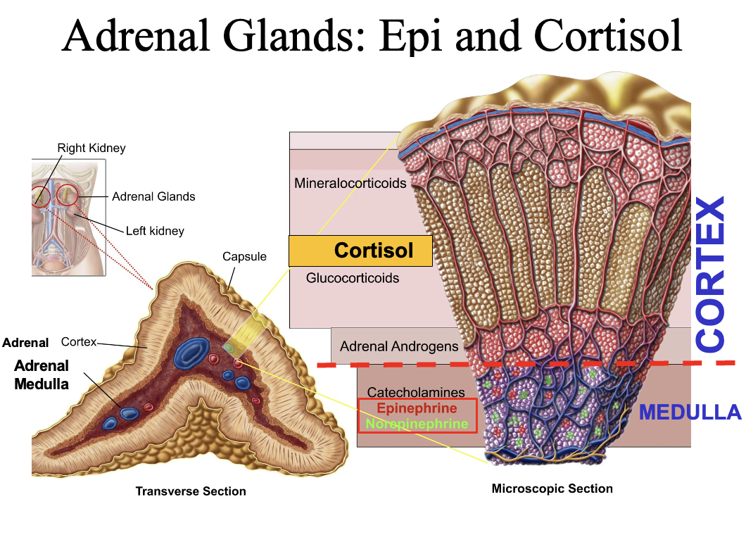 <p><strong>Adrenal cortex (3 layers):</strong></p><ul><li><p>Mineralocorticoids → <strong>aldosterone</strong></p></li><li><p>Glucocorticoids → <strong>cortisol</strong></p></li><li><p>Sex hormones → <strong>androgens/estrogens</strong></p></li></ul><p><strong>Adrenal medulla:</strong></p><ul><li><p>Part of sympathetic nervous system</p></li><li><p>Secretes <strong>catecholamines (epinephrine, norepinephrine)</strong> into blood</p></li></ul><p><mark data-color="#NaNNaNNaN" style="color: inherit;">Hypothalamus and adrenal medulla = ONLY TWO NEUROENDOCRINE ORGANS</mark></p><p></p>